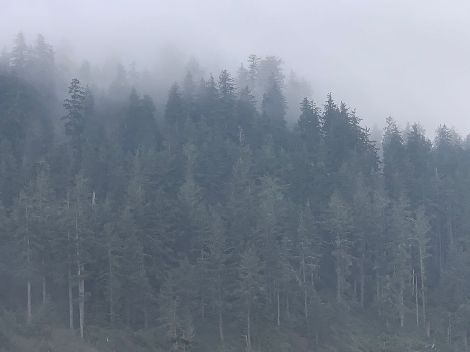 Trees and fog.jpeg