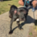 Rescued Dog