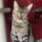 709e1c27-e6db-4cee-a67c-782e0f3ab57e.jpeg
