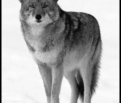 Be Coyote-Wise