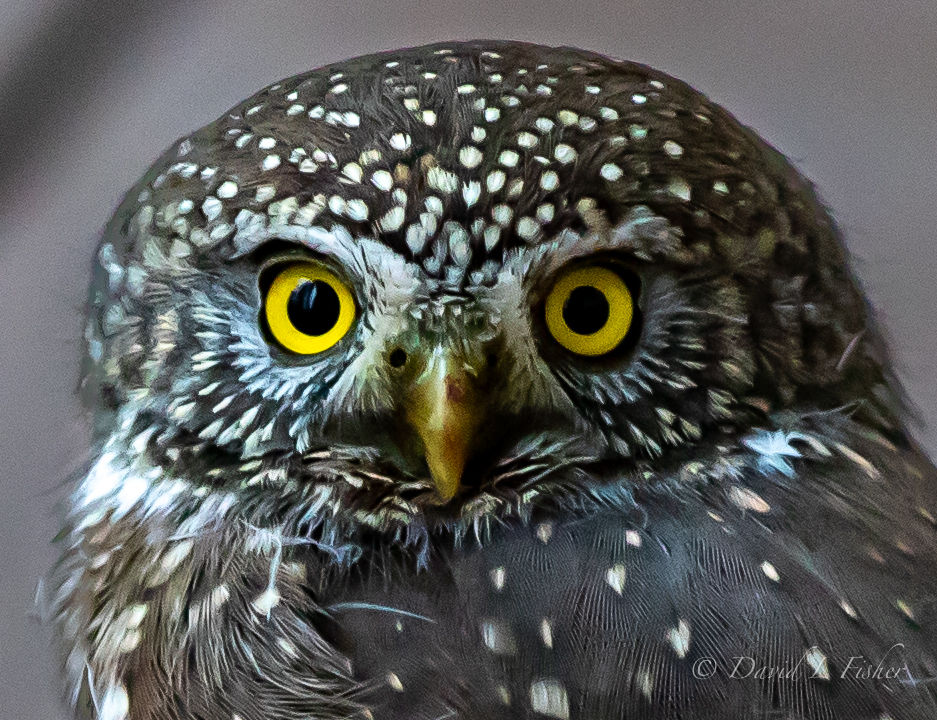 Auction And Annual Meeting