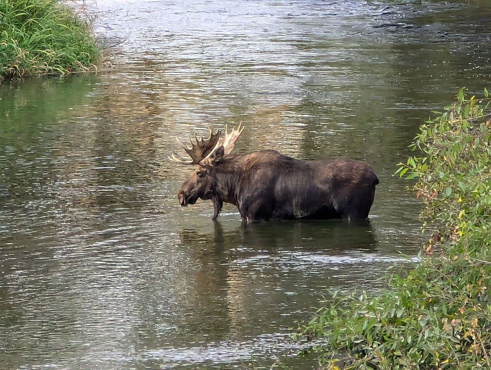 2026 FLSRV Dinner & Auction