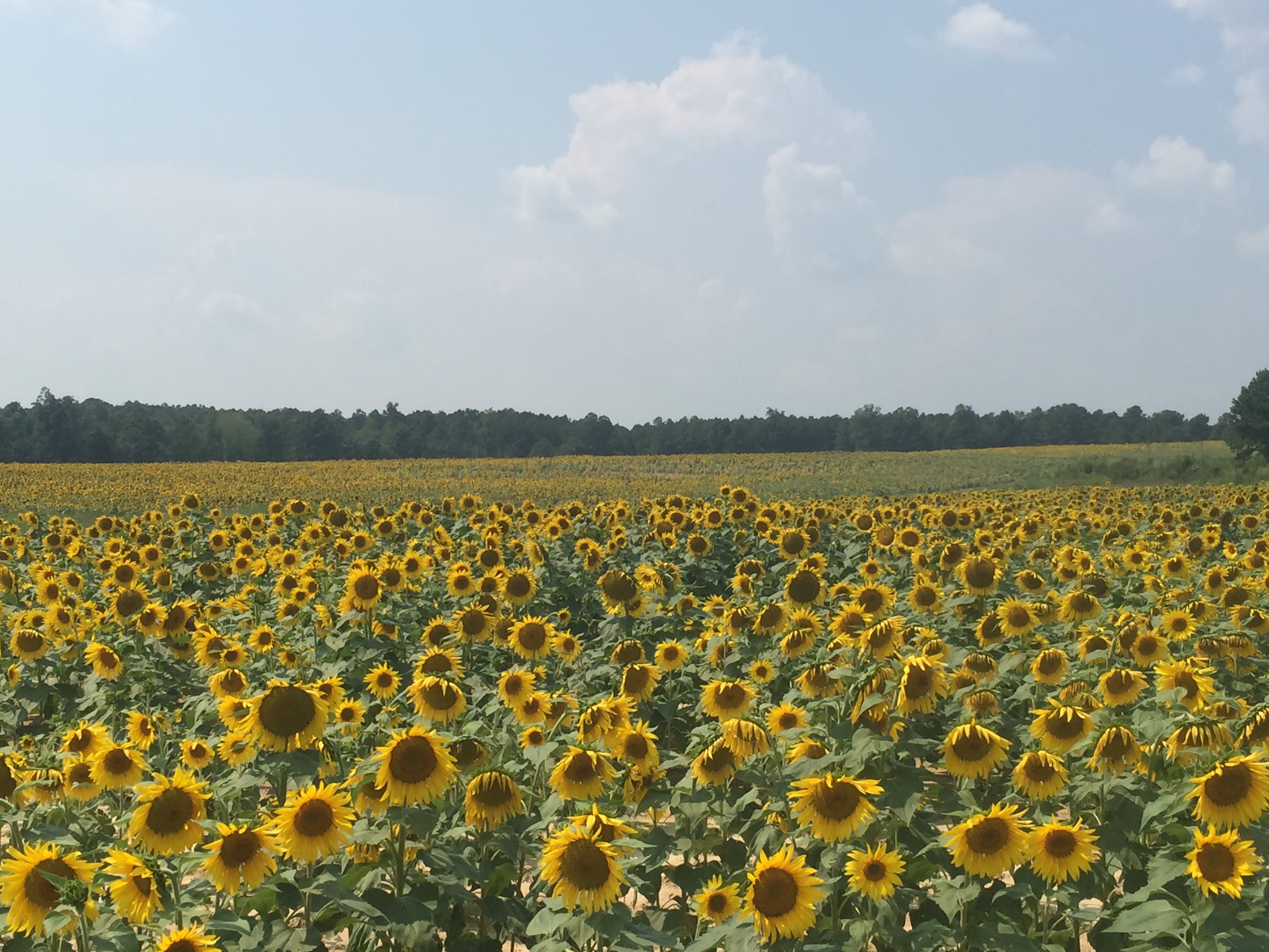 Sunflowers