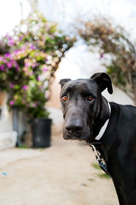 Perro Ibizenco
