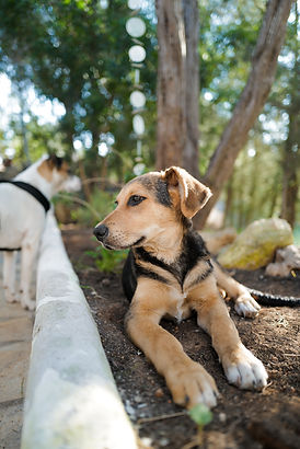 Dog from Ibiza