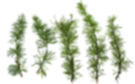 Larch Tree Branches