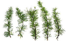 Larch Tree Branches