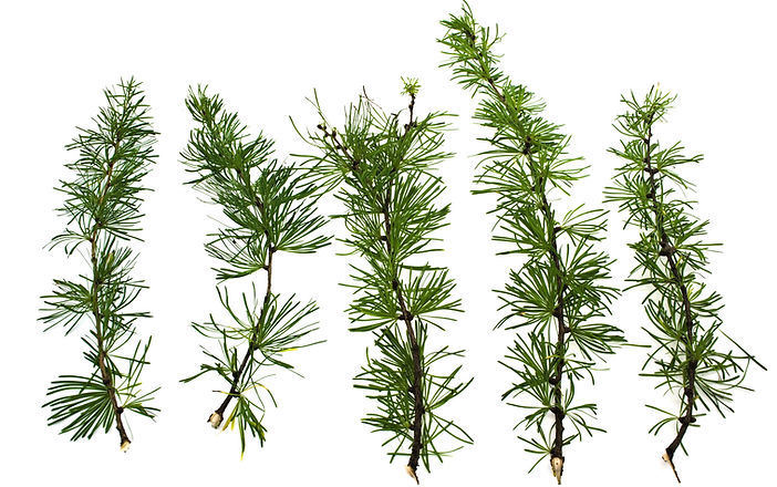 Larch Tree Branches