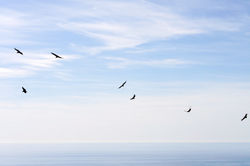 _MG_4361-1