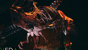 Entertainment | The Houston Museum of Natural History