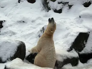 Can We Reverse Global Warming?