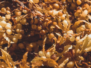 Update on the Sargassum Seaweed Crisis 2023