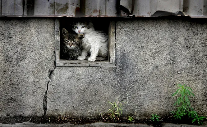 feral1.webp