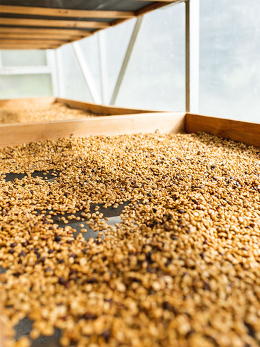 Marcala honey | Odyseacoffee