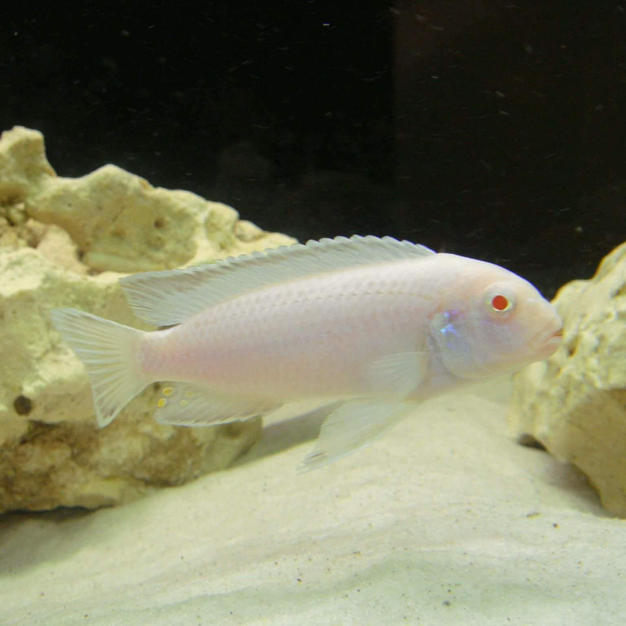 Pseudotropheus Socolofi Albino