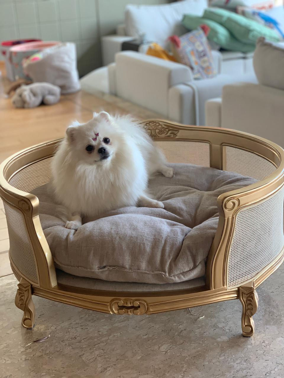 Miniatura: Caminha Pet Luiz XVII