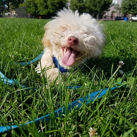 Meet your Neighbor: Henry Nipper