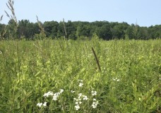 The prairie at Little Calumet River Trail