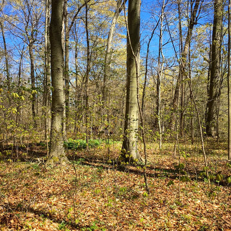 Wildflowers at Warren Woods