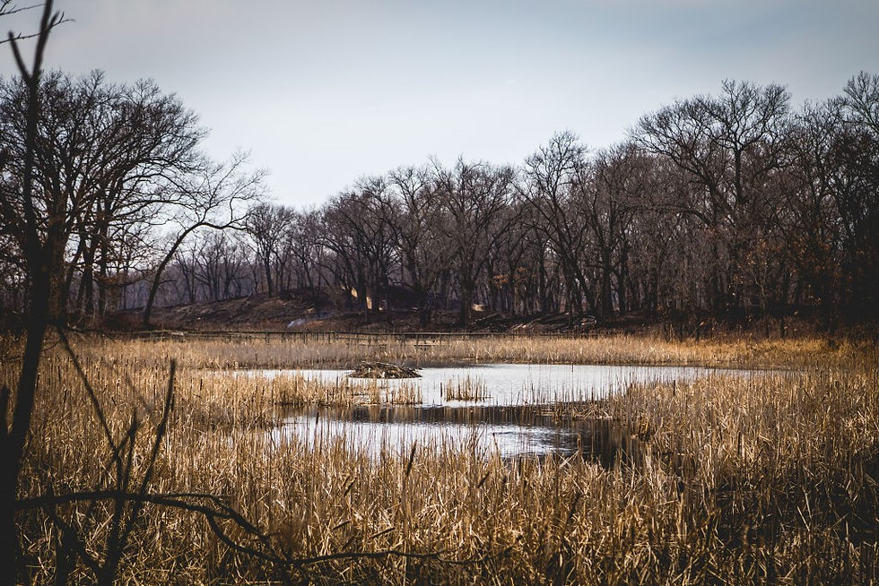 20160327-miller woods trail