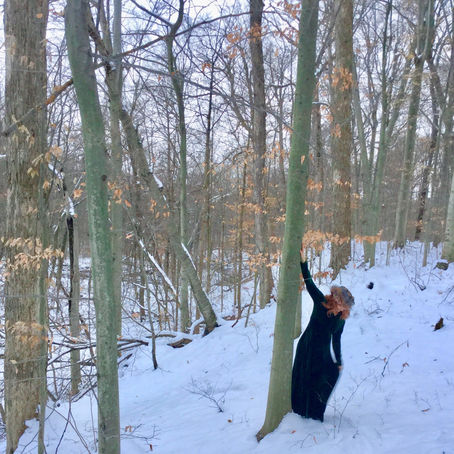 Winter Forest Bathing in Warren Woods State Park