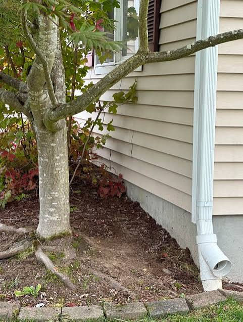 Tree growing too close to house for safety's sake.