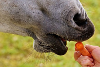 horse-2719630__480.jpg
