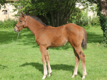 ▶️ La petite beauty de la semaine🐴