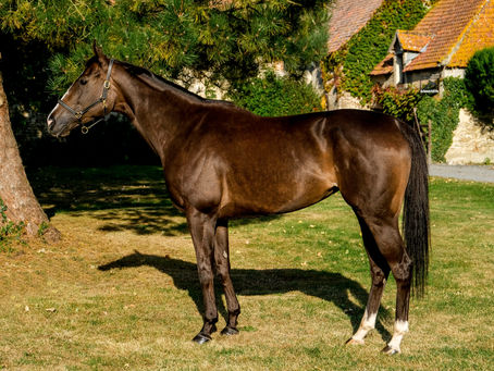 Nouveau consignment au haras!