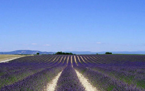 10 Good Links of Lavender’s Usefulness in Childbirth