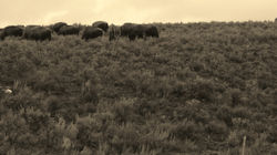 Bison herd YNP