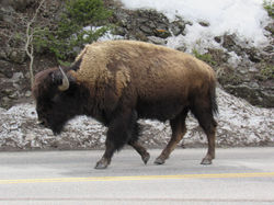 Bison YNP
