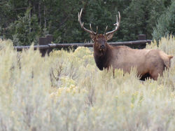 Elk, YNP Sept 2018