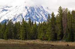Mama grizzly & cubs GTNP