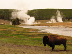 Bison & hot springs YNP
