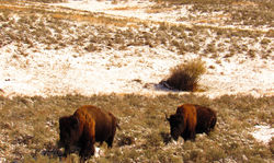 Bison Lamar Oct 2018