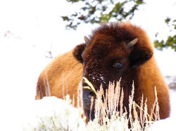 Bison W19
