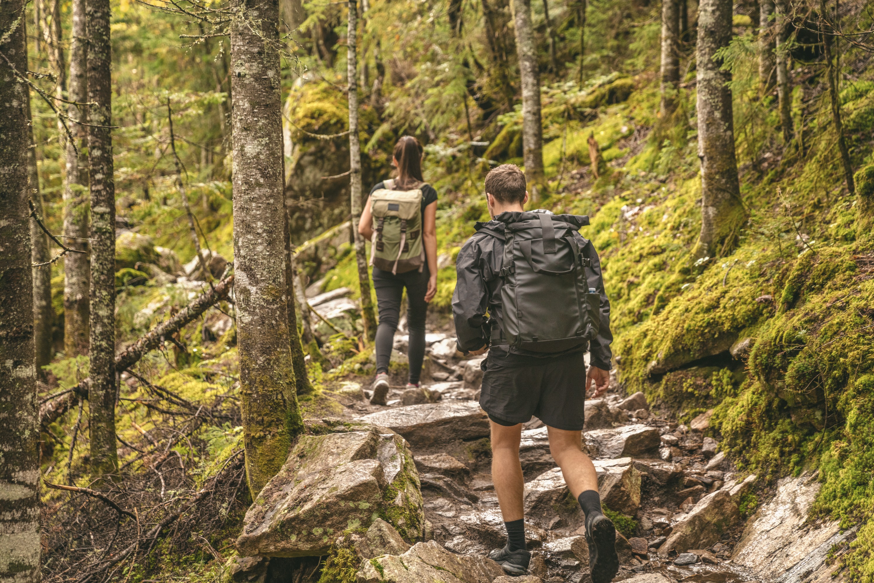 Grön skog på en solig dag
