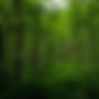 Beautiful green forest in the summer in sweden.jpg