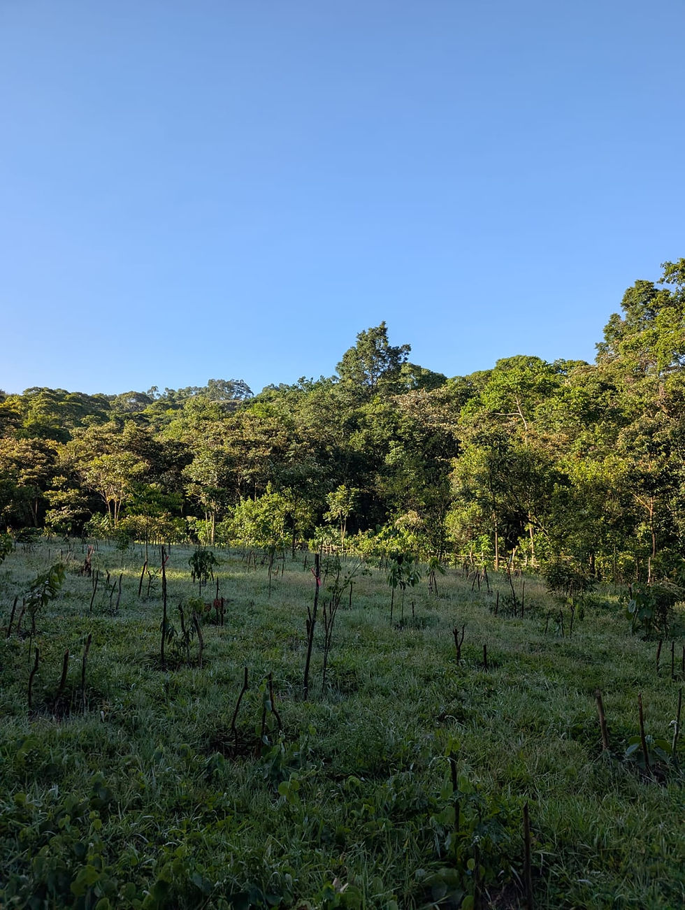 Young trees