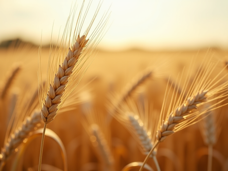 Strategies to Maximize Crop Yields: Effective Crop Yield Enhancement Methods