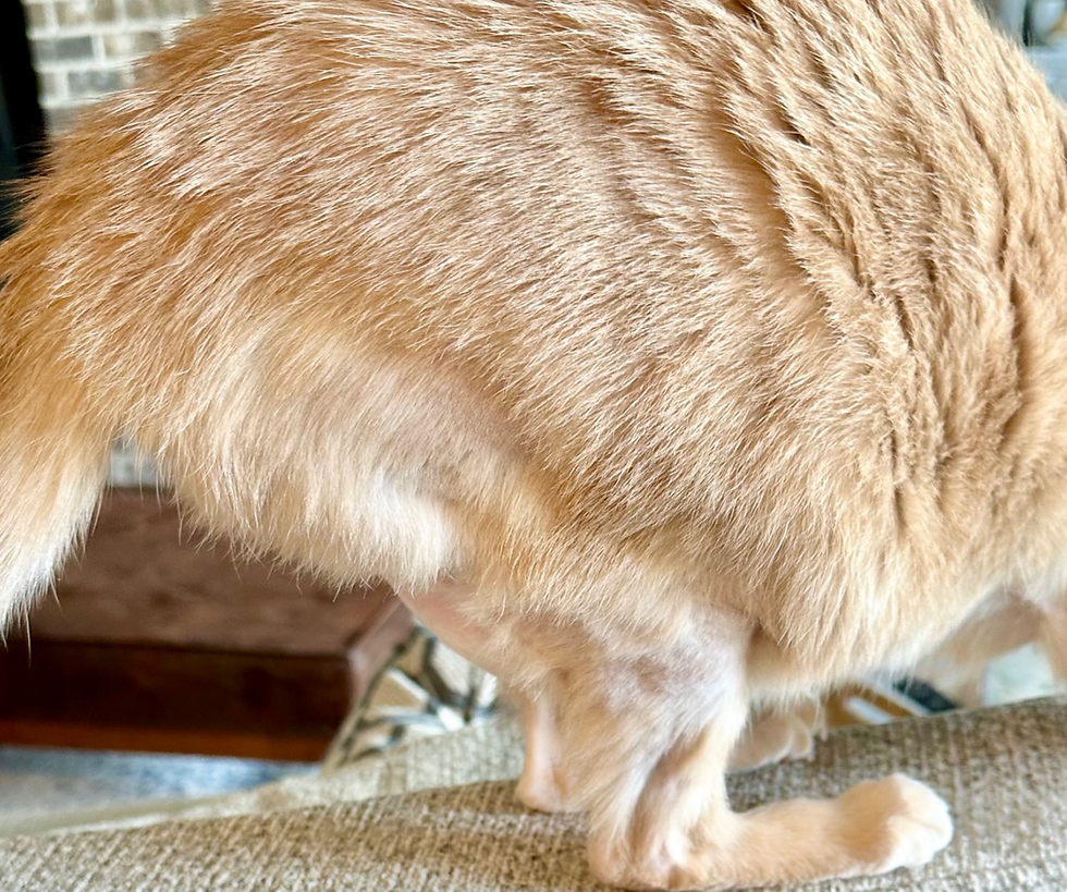 A close-up of the same area on the orange cat shows the hair near complete in regrowth. 