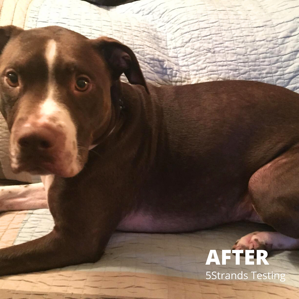 The after photo of this brown and white pit mix shows him lying on a couch looking at the camera. His hair has completely filled in, and there are no visible signs of irritation. 