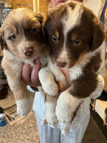 australian shepherd puppies for sale