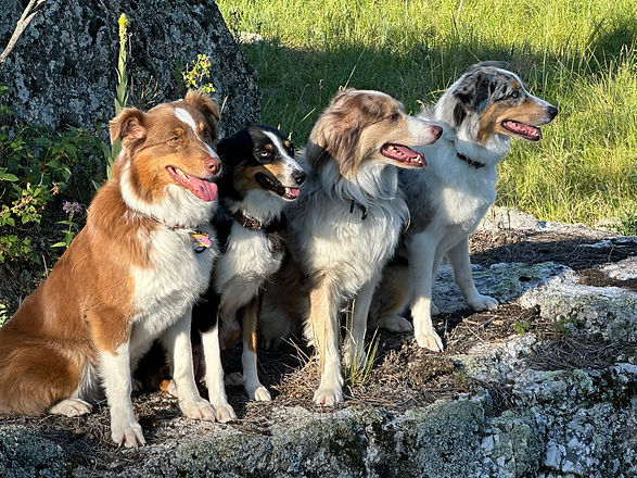 australian shepherd dogs