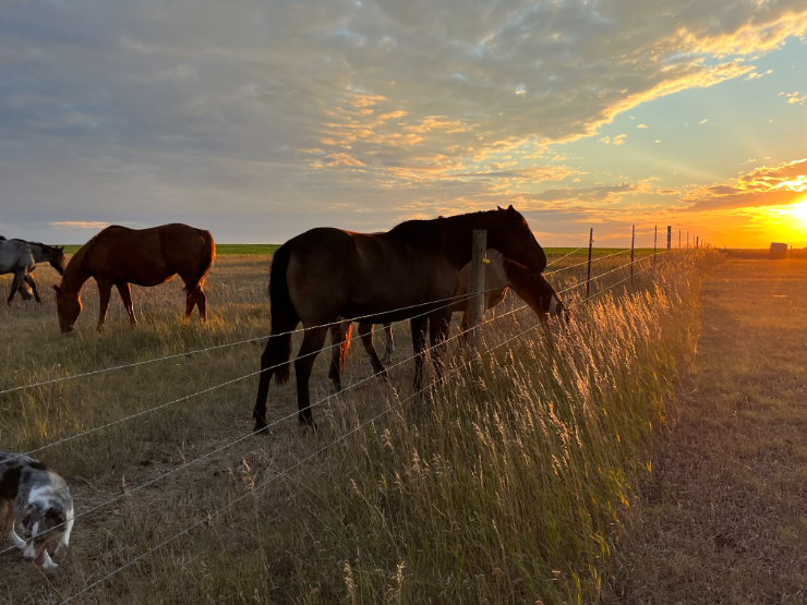 Horse Training Earling Hills Ranch Presho, SD