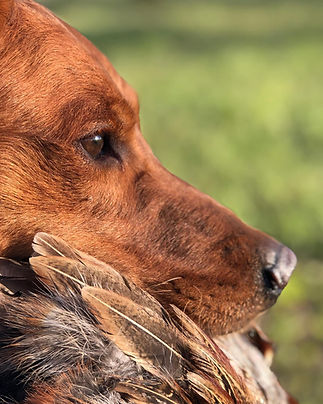 our male and female hunting dogs