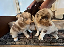 australian shepherd puppies