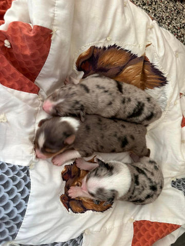 Australian Shepherd puppies for sale South Dakota
