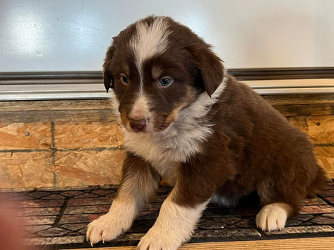 australian shepherd puppies for sale south dakota